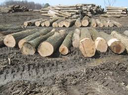 White Oak Logs, Lumber