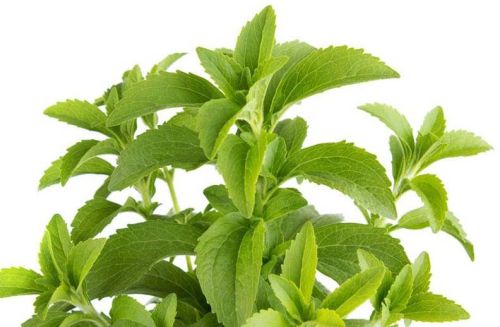 Stevia Leaves