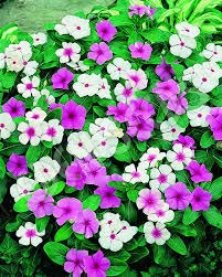 Vinca Rosea