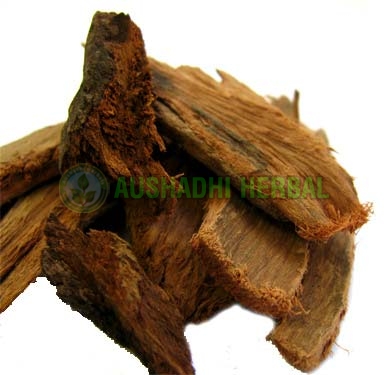 Ashoka Extract