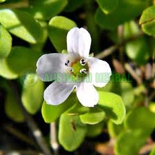 Bacopa Monnieri Extract
