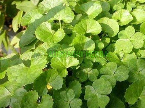 Brahmi Extract