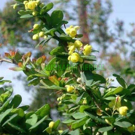 Daruhaldi Extract, Form : Powder