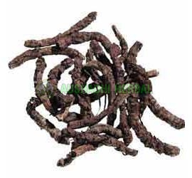 Aushadhi Herbal Kutki Extract
