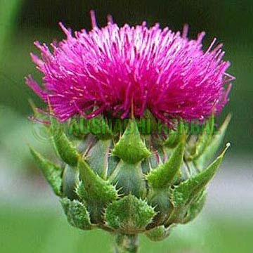Aushadhi Herbal Milk Thistle Extract, For Particularly Liver, Kidney, Gall Bladder Problems.