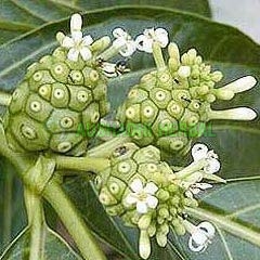 Aushadhi Herbal Noni Extract