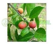 Salacia Reticulata Extract