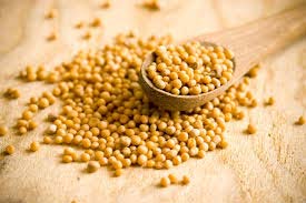 Mustard Seeds, Packaging Type : Jute Bag, Paper Bag, PP Bag