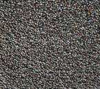 Black Mustard Seeds, Cultivation Type : Natural
