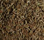 Cumin Seed