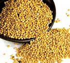 Yellow Mustard Seeds