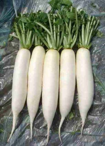 Fresh Radish