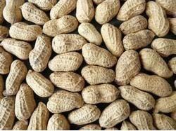 Groundnut