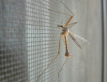 Copper Woven Wire Cloth For Shielding and Papermaking