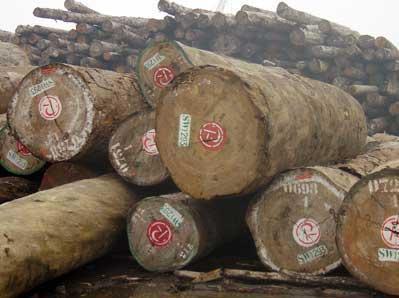 Wood Logs For Sale