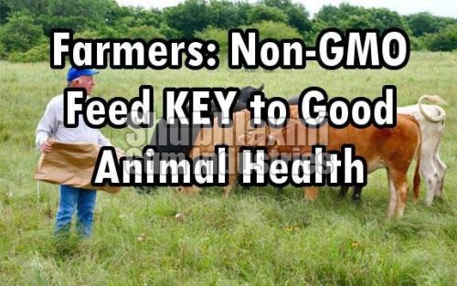 NON-GMO Animal Feed Guar Korma, Certification : Mini Mam Protin 56%