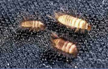 Carpet Beetle Control Service