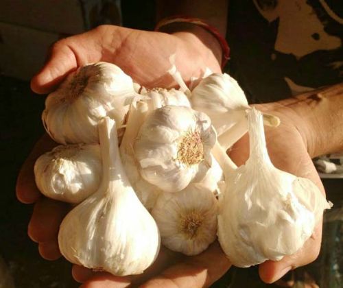 Garlic Seeds, Certification : FSSAI