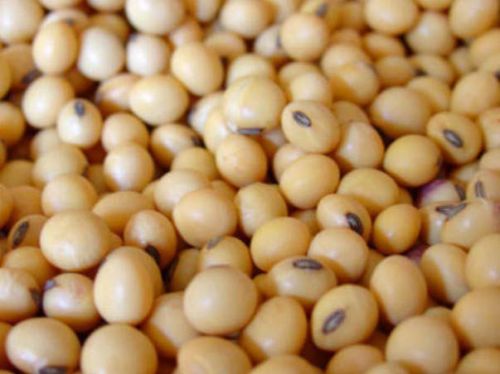 Natural Organic Soybean Seeds, For Human Consumption, Style : Dried