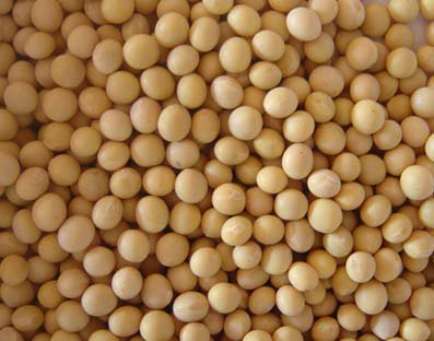 Soyabean seeds