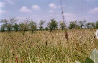 Bird Wood Grass Seeds