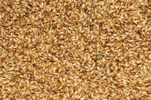 Barley Malt