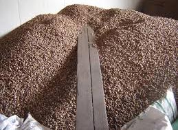 Betel nuts Form : Solid