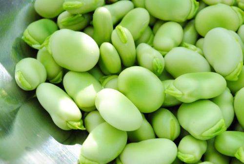Broad Beans