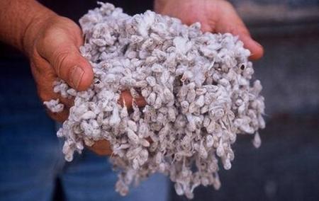 Cotton seeds, Packaging Size : 25-50kg