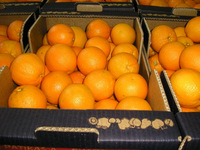 Fresh oranges