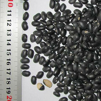 High Quality Black Kidney Bean Available Now 2014 Crop Year