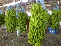 Fresh Cavendish Banana