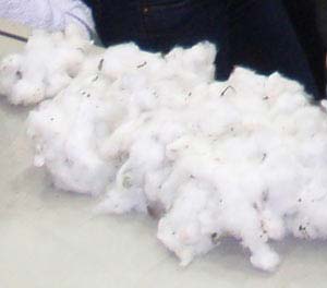 Raw Cotton