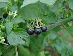 Solanum Nigrum Extract