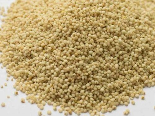 Kodo Millet Seeds