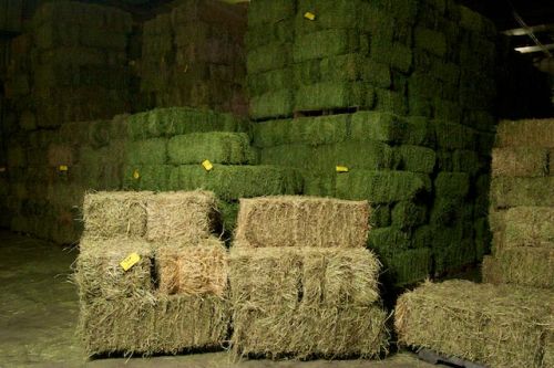 Alfalfa Hay, Packaging Size : 0-25Kg, 25-50Kg