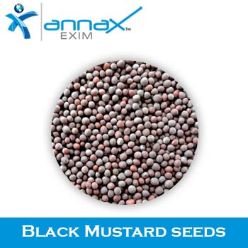 Black Mustard Seeds, Packaging Type : PP Bag