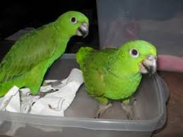 Poultry Eggs, Packaging Size : 30 eggs