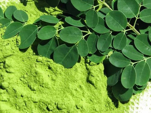 Moringa Powder