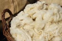 Carpet Raw Wool