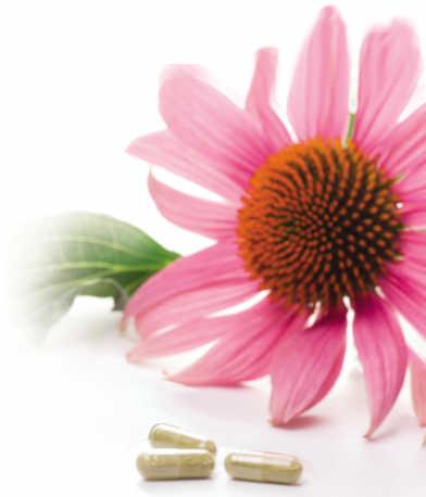Echinacea Extract