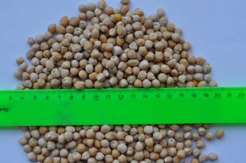 Chick Peas (kabuli Chana) Fromrussia