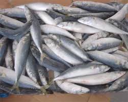 Frozen Mackerel