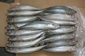 New Frozen Pacific Makerel Fish