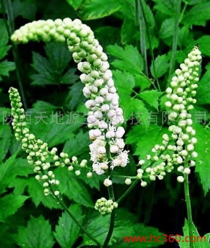 Black Cohosh Extract