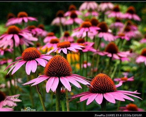 Echinacea Extract