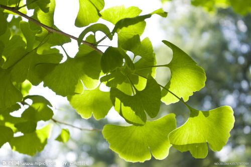 Ginkgo Biloba Leaf Extract