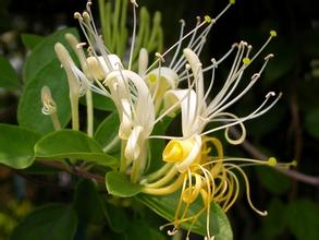 Honeysuckle Flower Extract