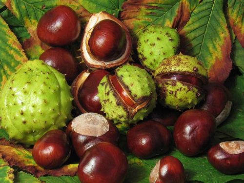Horse Chestnut Extract