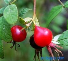 Rose Hip Extract